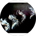 Sidra Ch profile picture